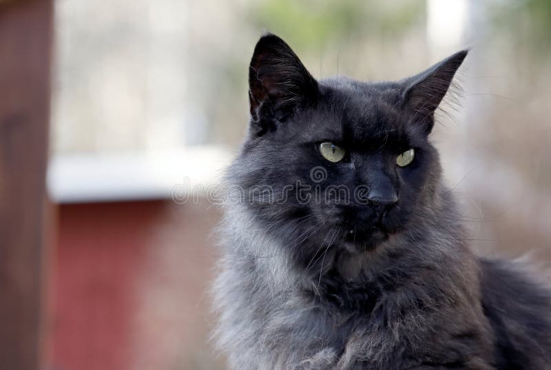 A Portrait of Blacksmoke Norwegian Forest Cat Male Stock Photo Image