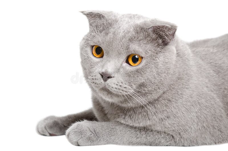 Portrait of a Blue Cat Scottish Fold Stock Image Image of gentle