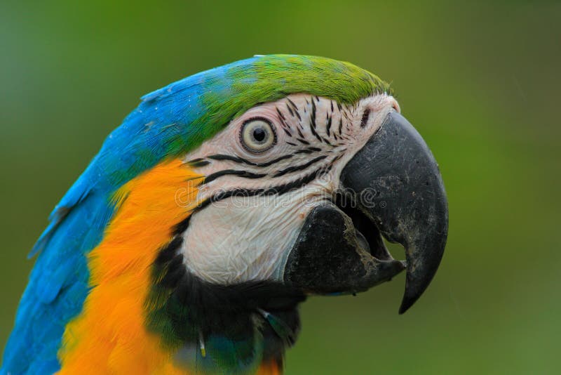 Portrait of blue-and-yellow macaw, Ara ararauna, a large South American parrot with blue top parts and yellow under parts