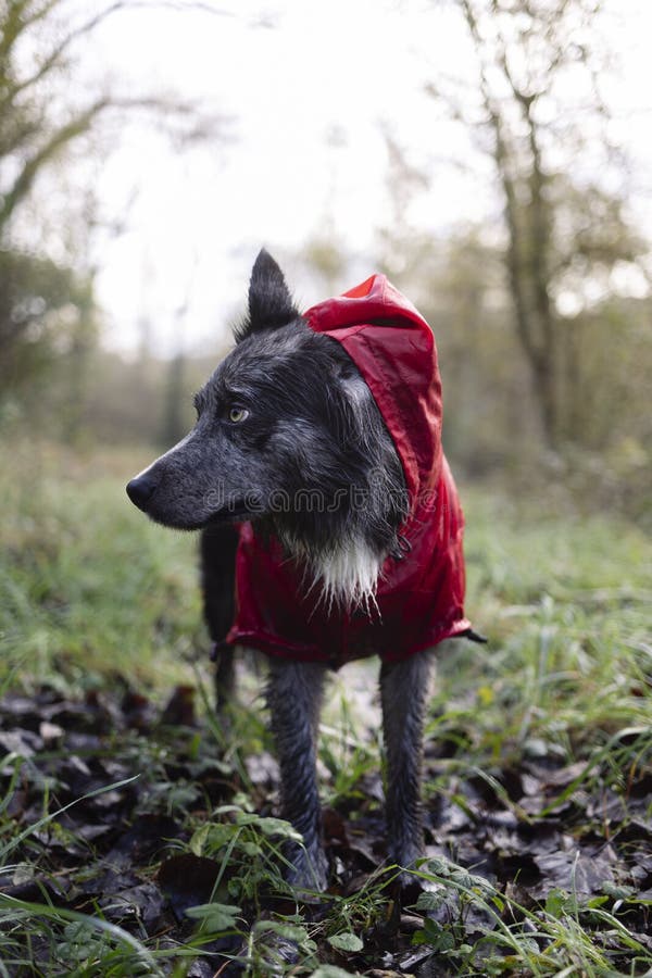 Portrait of a Border Collie in Rain Gear Stock Photo Image of