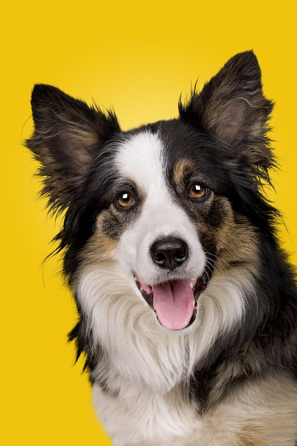Portrait of a border collie sheepdog stock photography