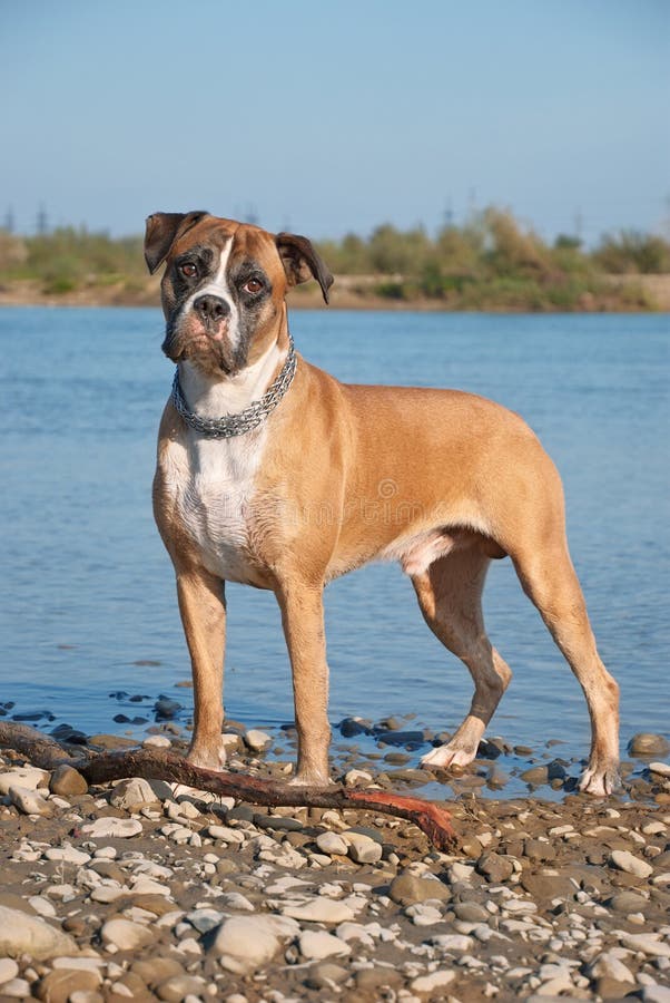 Portrait of boxer dog