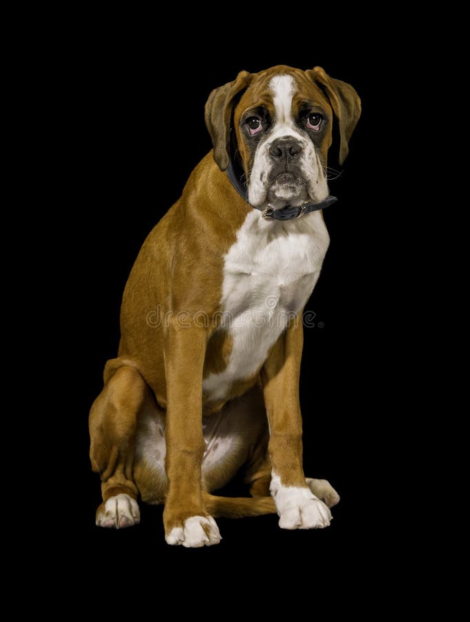 Boxer dog portrait stock image. Image of respect, trust - 180365997 Boxer dog portrait stock image. Image of respect, trust - 180365997