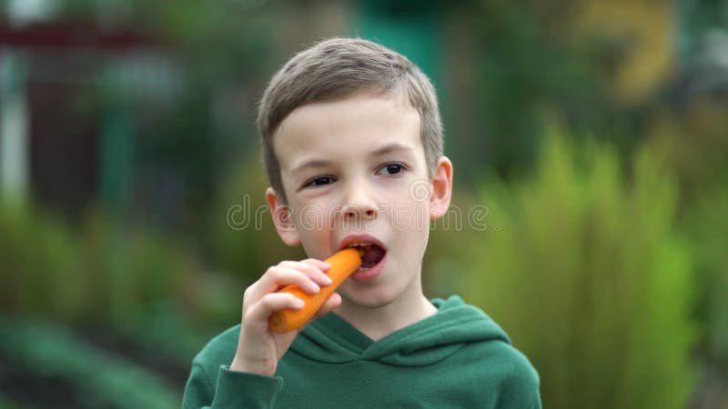 Portrait of a boy of seven years in a sweatshirt eats ripe fresh carrots in the backyard. Eco food concept