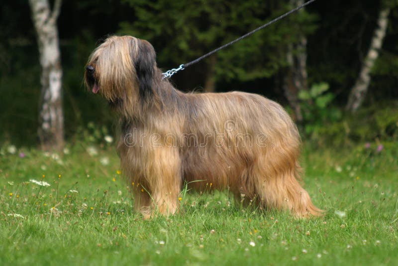 Portrait of briard.