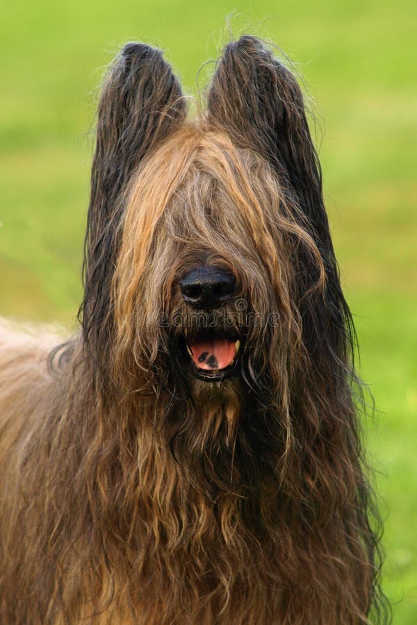 Portrait of briard head.