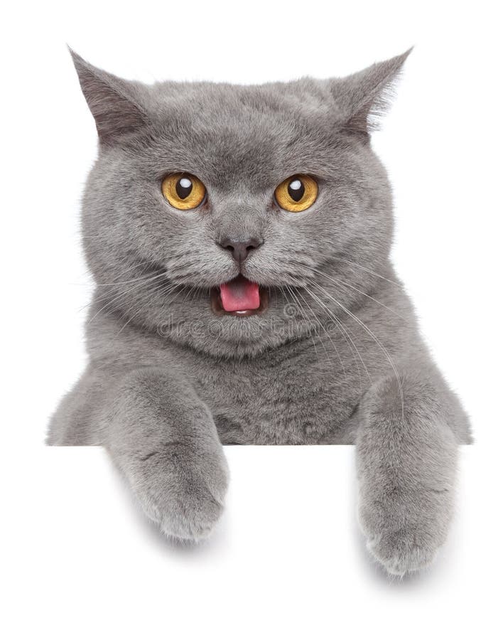 Ritratto ridicolo britannico gatto sul bianco formato pubblicitario destinato principalmente all'uso sui siti web.
