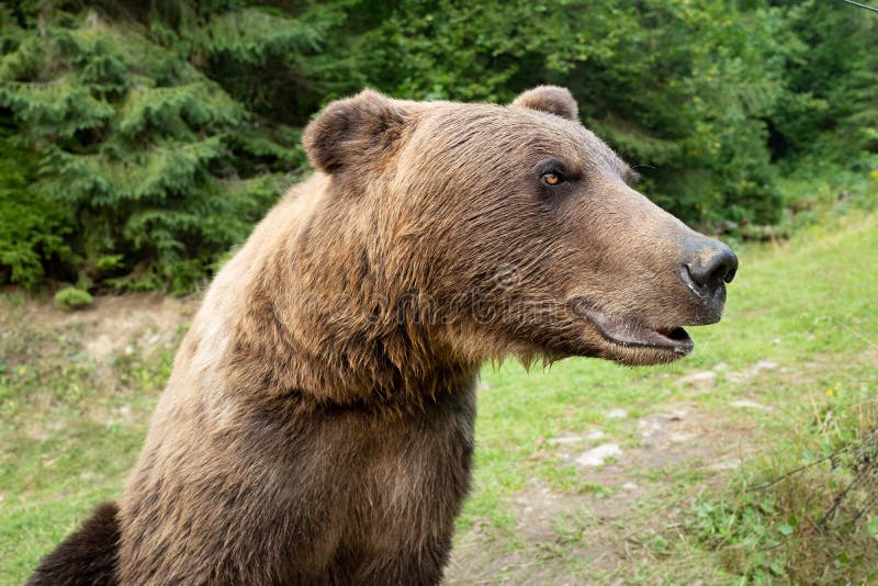 Portrait brown bear on the background of forests in the wild stock image
