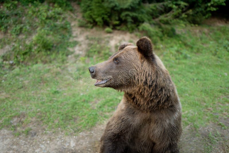 Portrait brown bear on the background of forests in the wild royalty free stock photo