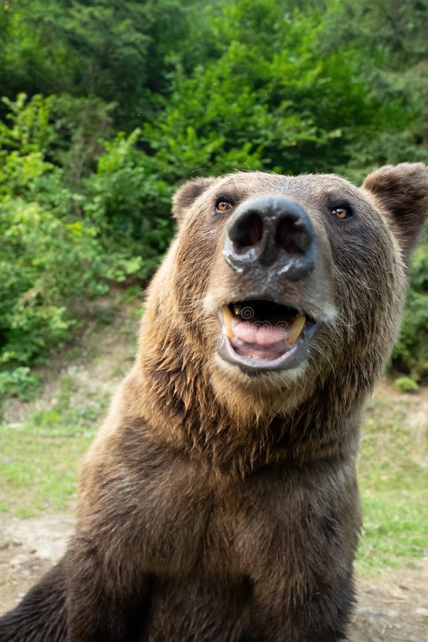 Portrait brown bear on the background of forests in the wild royalty free stock photo