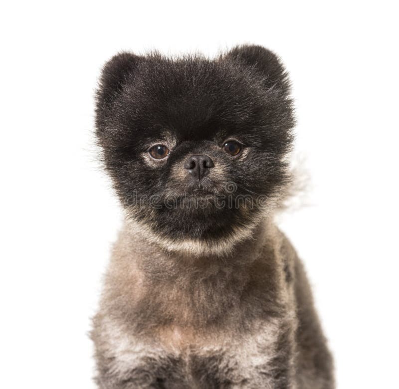 Portrait Brown and Black Spitz dog, isolated stock photos