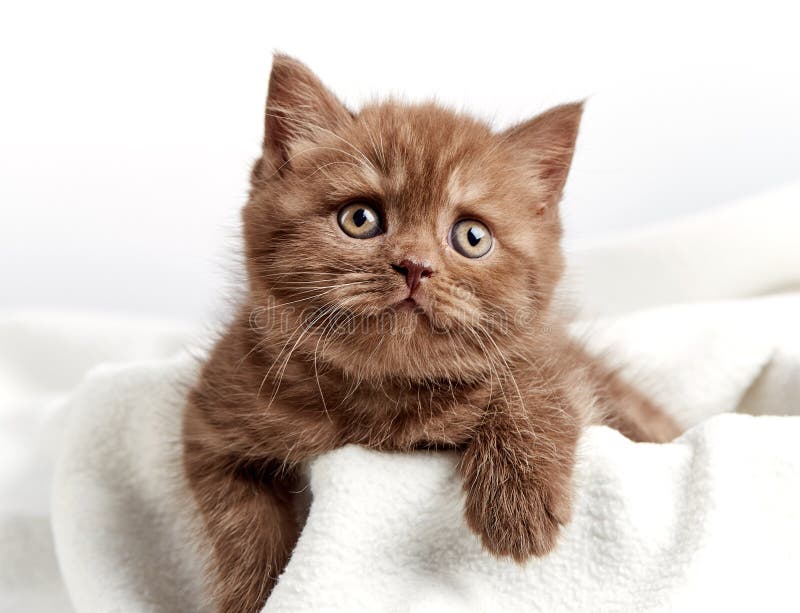 Portrait of Brown British Shorthair Kitten Stock Photo Image of