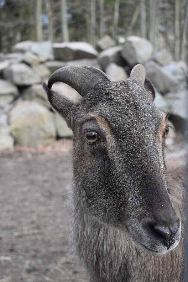 Portrait of a billy goat in a forest in Germany stock photography