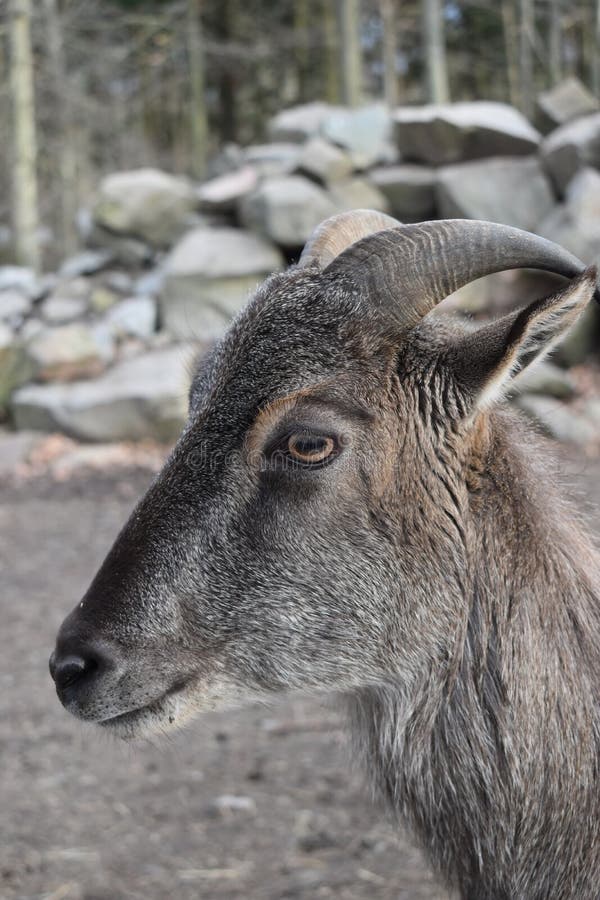 Portrait of a billy goat in a forest in Germany stock photos
