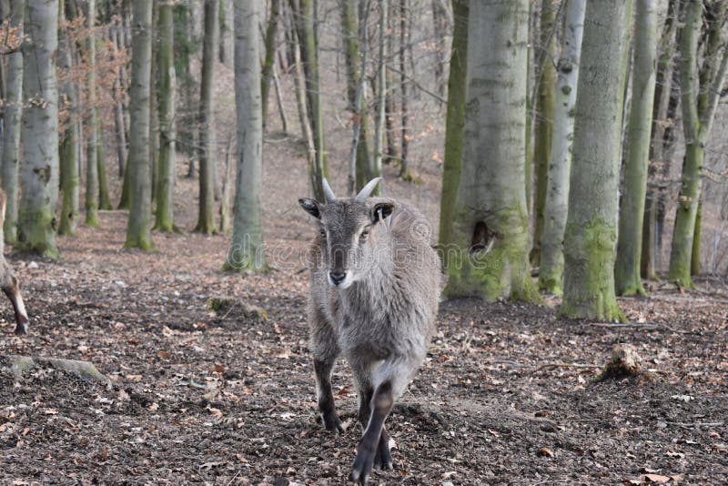 Closeup of a billy goat in a forest in Germany royalty free stock images