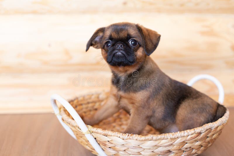 Portrait of Brown Cute Brussels Griffon Puppy Sitting in a Wicker Basket. Stock Photo - Image of little, cute: 207526752 Portrait of Brown Cute Brussels Griffon Puppy Sitting in a Wicker Basket. Stock Photo - Image of little, cute: 207526752