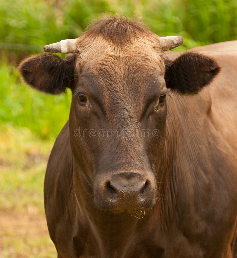 Portrait of a brown Dutch cow with horns