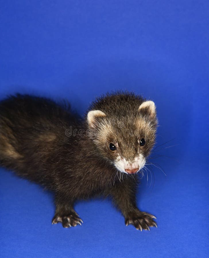 Ferret Portrait In Studio In Police Style With Hat And Handcuffs Stock