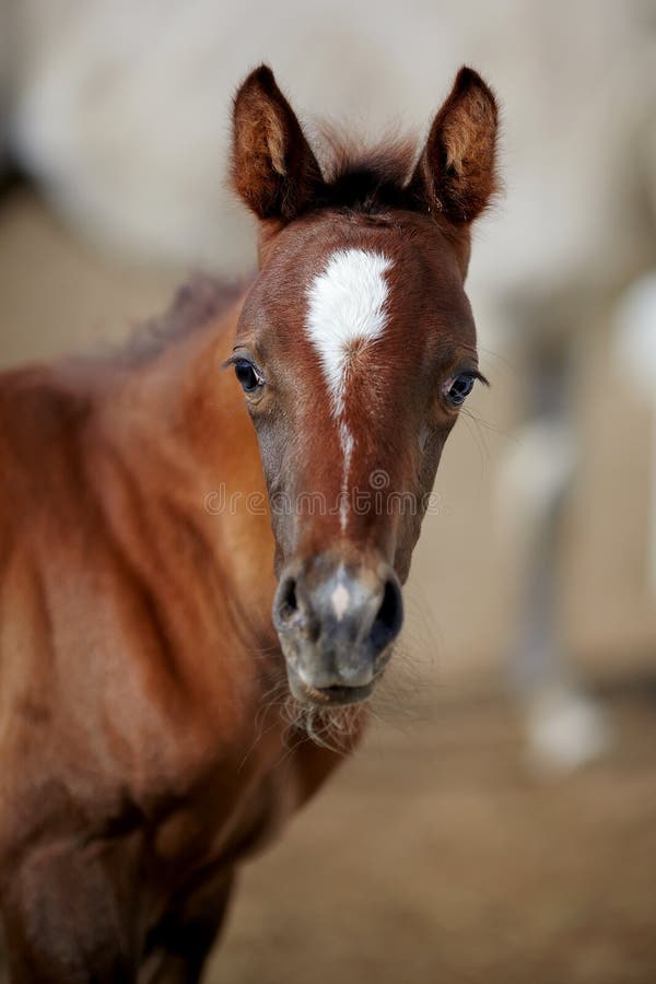 Portrait of a brown foal.