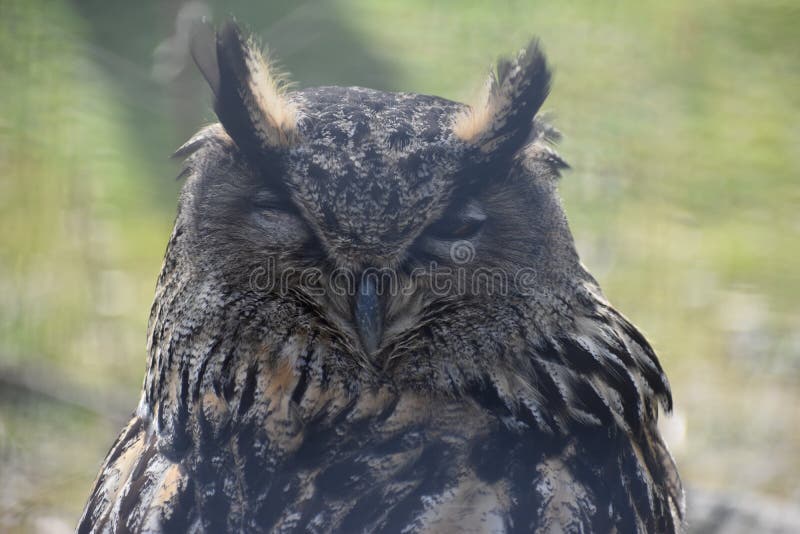 Portrait of a brown owl in a park in Germany royalty free stock photos