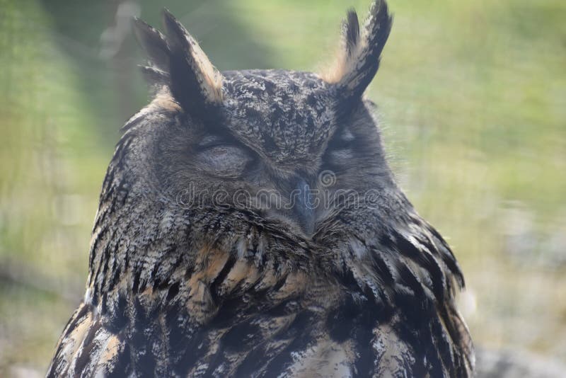 Portrait of a brown owl in a park in Germany stock photos