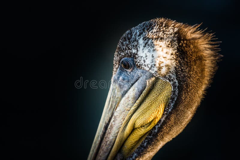 Portrait of a Brown Pelican on Black royalty free stock image Portrait of a Brown Pelican on Black royalty free stock image