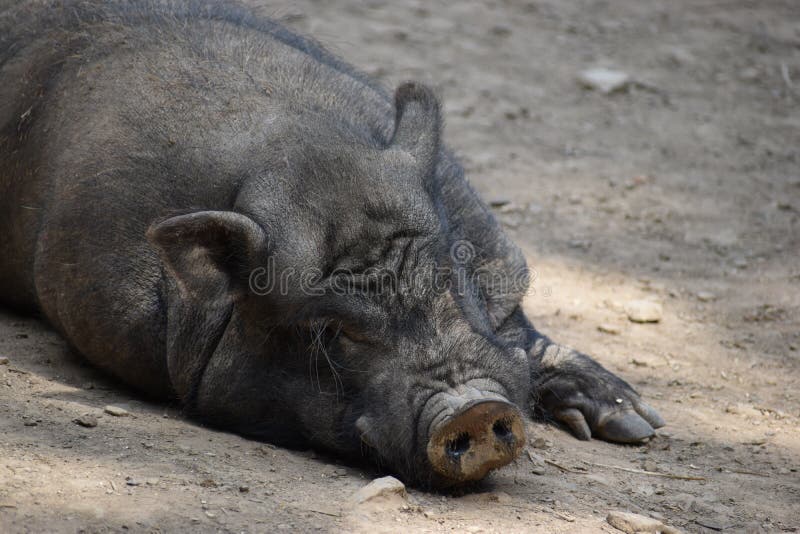 Closeup of a brown sleeping big pig in a park in Germany royalty free stock images