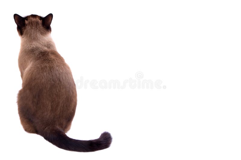 Portrait brown snowshoe Siamese cat sitting on a floor back to camera. Isolated on white