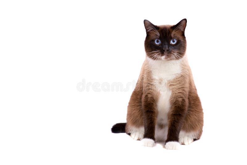 Portrait brown snowshoe Siamese fat cat sit on a floor and looking at the camera. Isolated on white