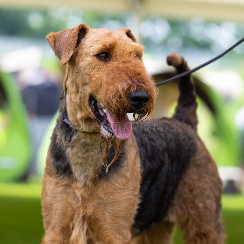 Brown Fox Terrier dog stock photo. Image of sitting, isolated - 12110710