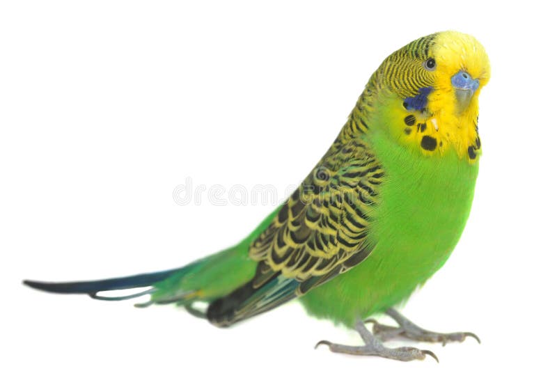 Portrait of budgerigar royalty free stock photo