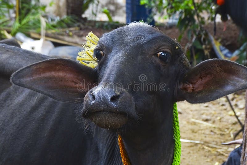 Portrait of a Buffalo Pet Animals Stock Photo - Image of face, grass:  233429034