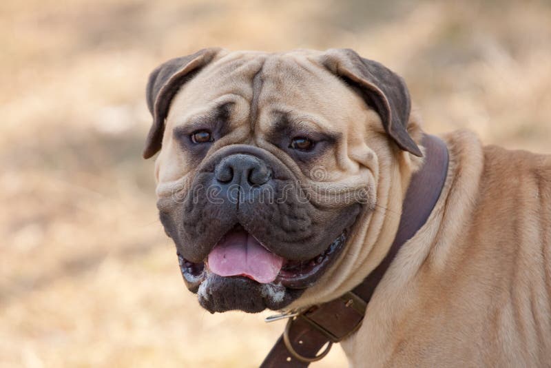 Portrait of bullmastiff