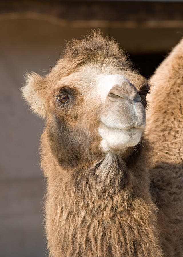 533 Head Hairy Camel Stock Photos - Free & Royalty-Free Stock Photos from Dreamstime 533 Head Hairy Camel Stock Photos - Free & Royalty-Free Stock Photos from Dreamstime