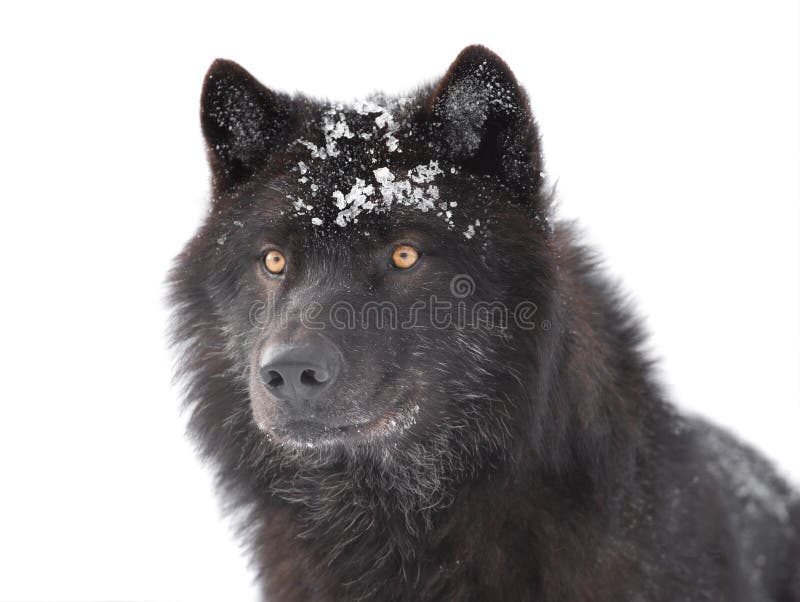 Portrait Canadian Black Wolf Isolated on White Stock Image Image of