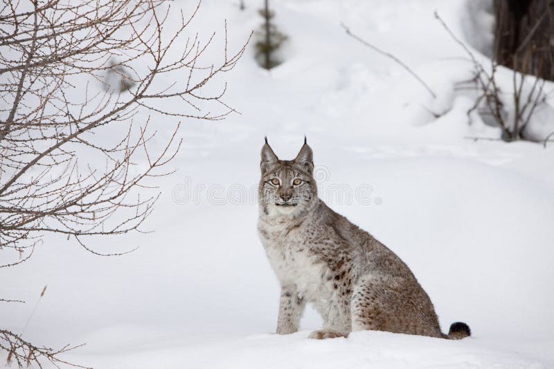 Portrait Canadian Lynx stock photo