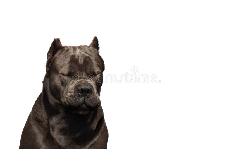 3,454 Cane Corso White Stock Photos Free & RoyaltyFree Stock Photos