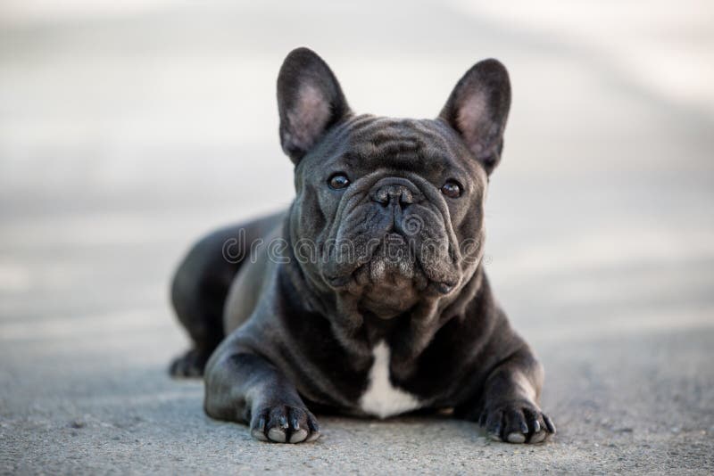 Portrait canin de bouledogue français se reposant dehors sur le trottoir Tir? dans la lumi?re normale photo libre de droits Portrait canin de bouledogue français se reposant dehors sur le trottoir Tir? dans la lumi?re normale photo libre de droits