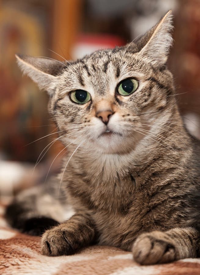 Portrait of a cat with big eyes