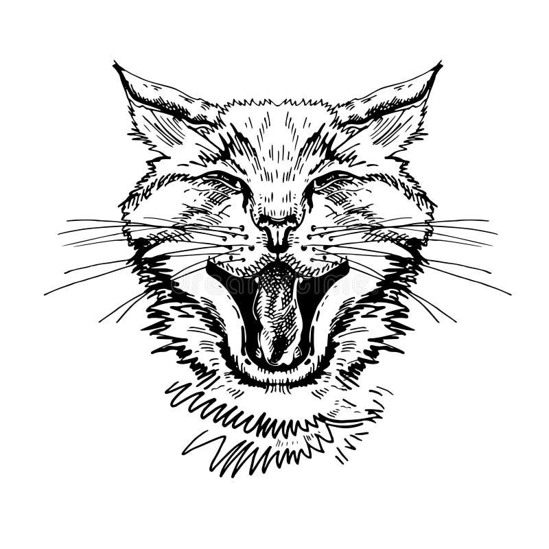 Cat graphic portrait of a angry Royalty Free Vector Image