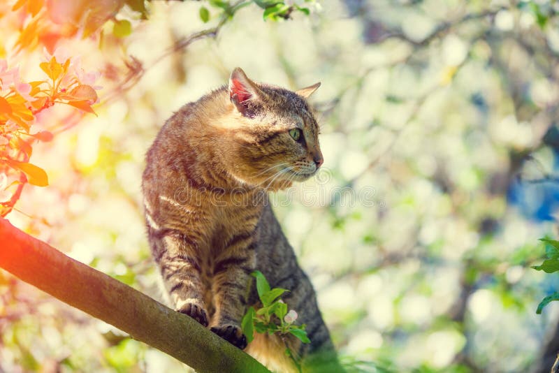The Cat Stands on a Branch of an Apple Tree Stock Image Image of