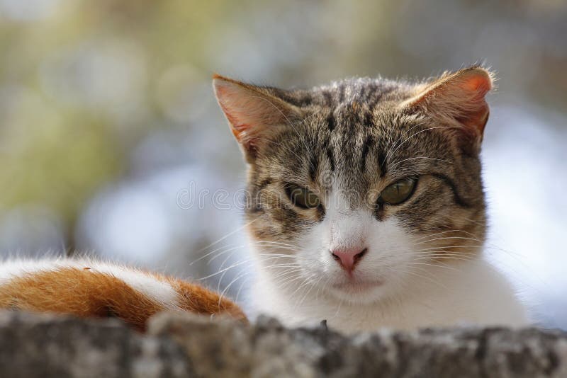 Portrait of a cat