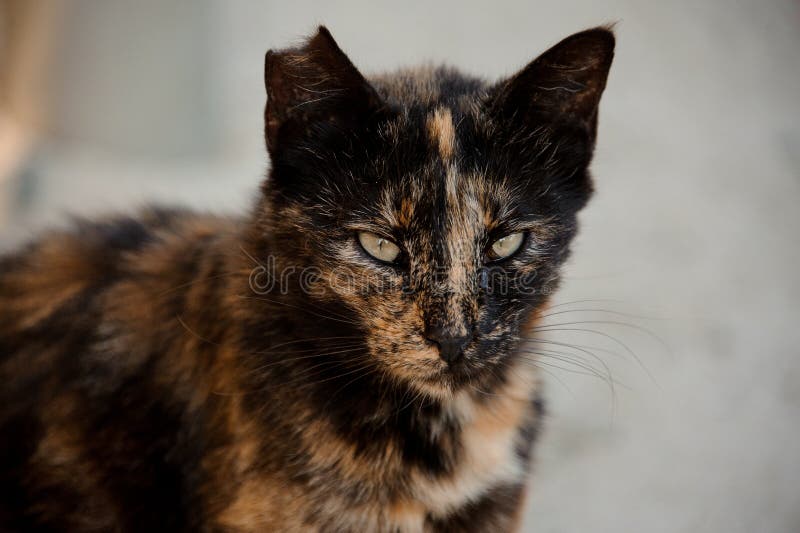 Portrait of Cat with Its Ear Being Partially Ripped Off Stock Image