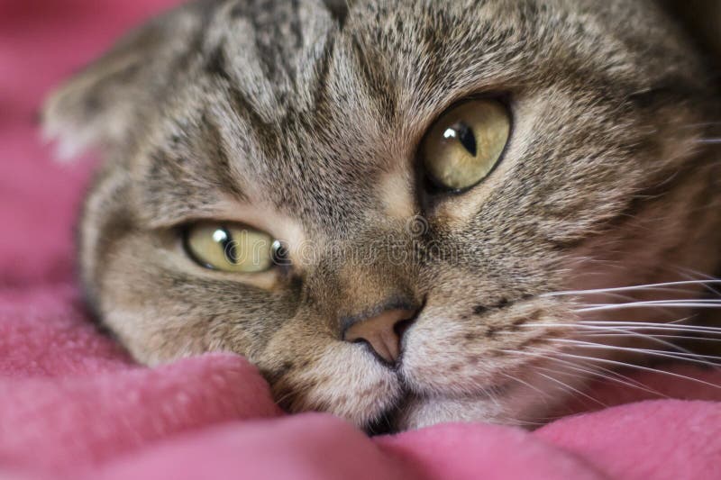 Portrait of a Cat Lying on a Pink Blanket Stock Photo Image of thick