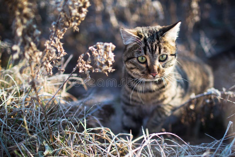 Portrait of a cat outdoors in winter frozen grass, cat outdoors in winter.