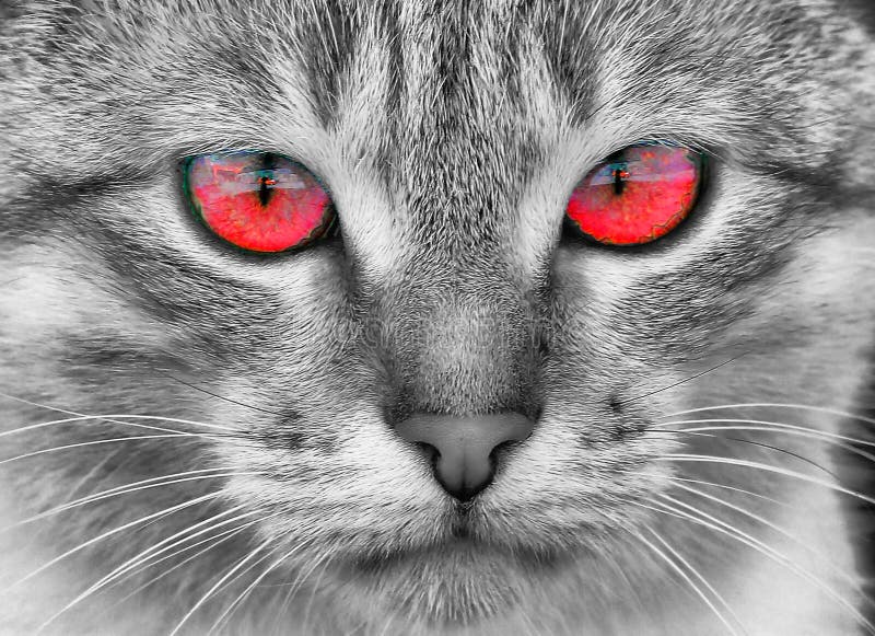 Portrait of a Cat with Red Eyes Stock Photo - Image of portrait, animal