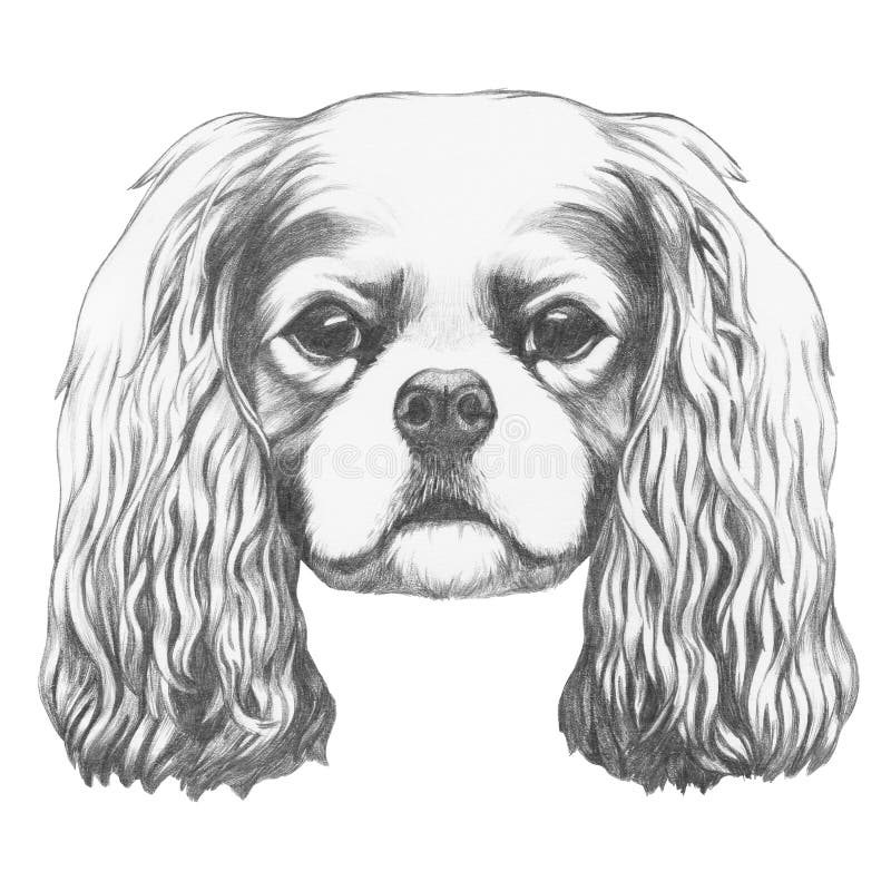 Portrait Of Cavalier King Charles Spaniel. Stock Illustration