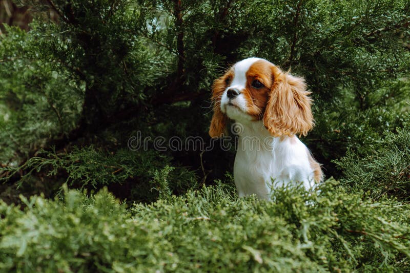 Portrait of wonderful Cavalier King Charles Spaniel puppy sitting in green juniper outdoor. Red and white haired loveable doggy child with big ears resting on sunny day. Portrait of wonderful Cavalier King Charles Spaniel puppy sitting in green juniper outdoor. Red and white haired loveable doggy child with big ears resting on sunny day.