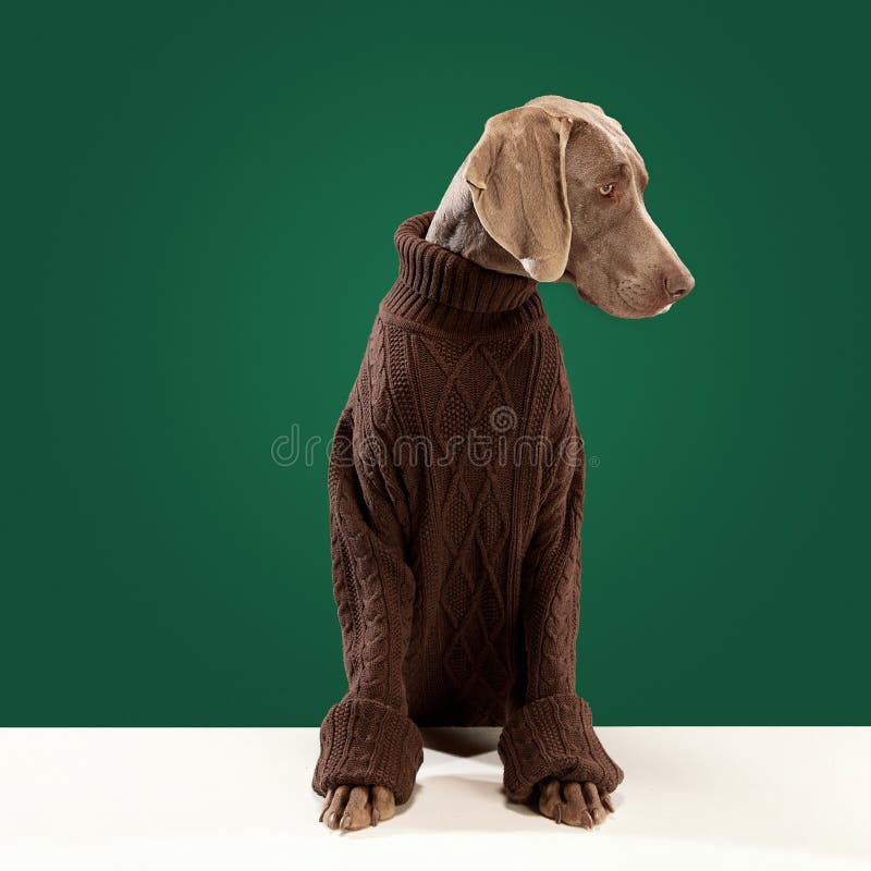 Green 2024 sweater doggy