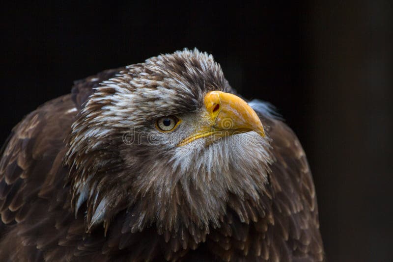 Portrait chauve de leucocephalus d'Eagle Haliaeetus également connu sous le nom d'Américain Eagle photographie stock Portrait chauve de leucocephalus d'Eagle Haliaeetus également connu sous le nom d'Américain Eagle photographie stock